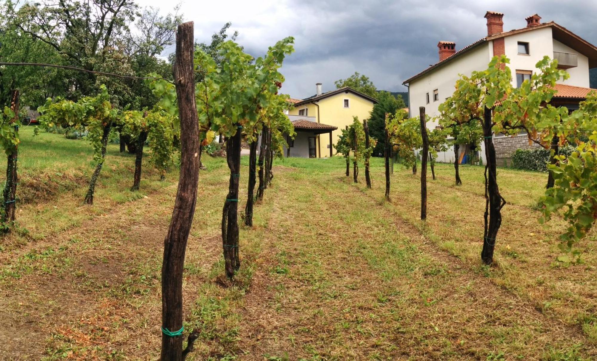 Small House In Vipava Valley Esterno foto